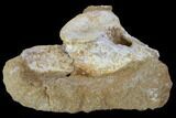 Plesiosaur (Zarafasaura) Cervical Vertebra in Rock - Morocco #90142-3